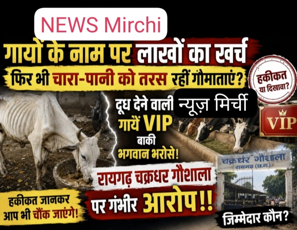 गायों के नाम पर लाखों का खर्च, फिर भी चारा-पानी को तरस रहीं गौमाताएं?दूध देने वाली गायें VIP, बाकी भगवान भरोसे! रायगढ़ चक्रधर गौशाला पर गंभीर आरोप!!